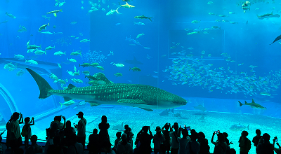 沖縄美ら海水族館