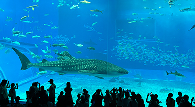 沖縄美ら海水族館