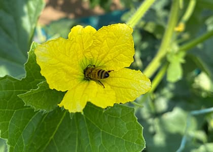 蜜蜂による自然交配（イメージ）