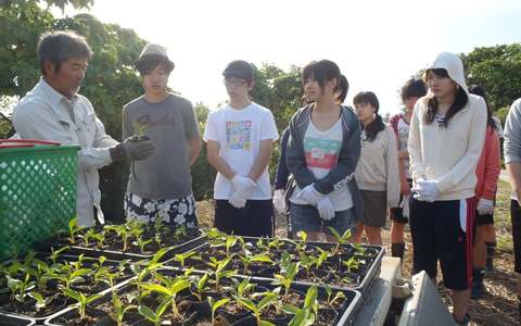 月桃植えの説明（イメージ）