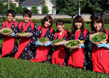 狭山茶 宮野園 お茶体験