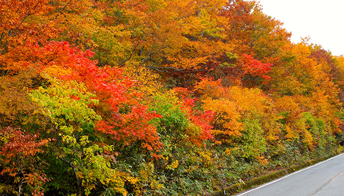 蔵王の紅葉(山形県上山市)（イメージ）
                