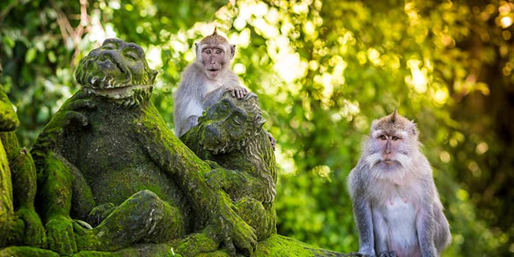 インドネシア モンキーフォレスト