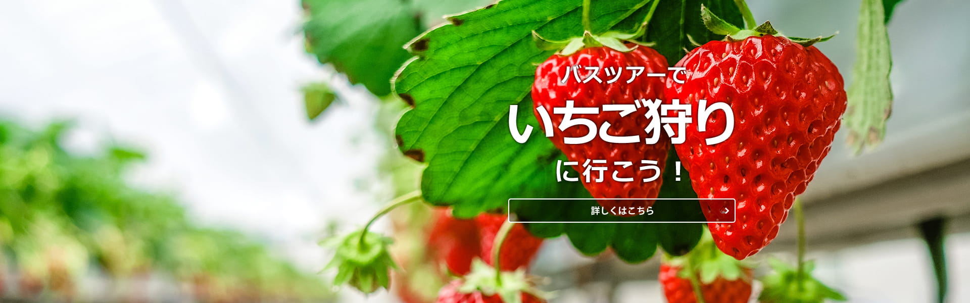 バスツアーでいちご狩りに行こう！いちご狩り特集