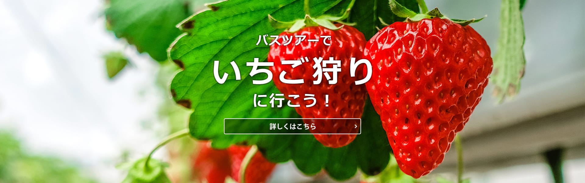 バスツアーでいちご狩りに行こう！いちご狩り特集