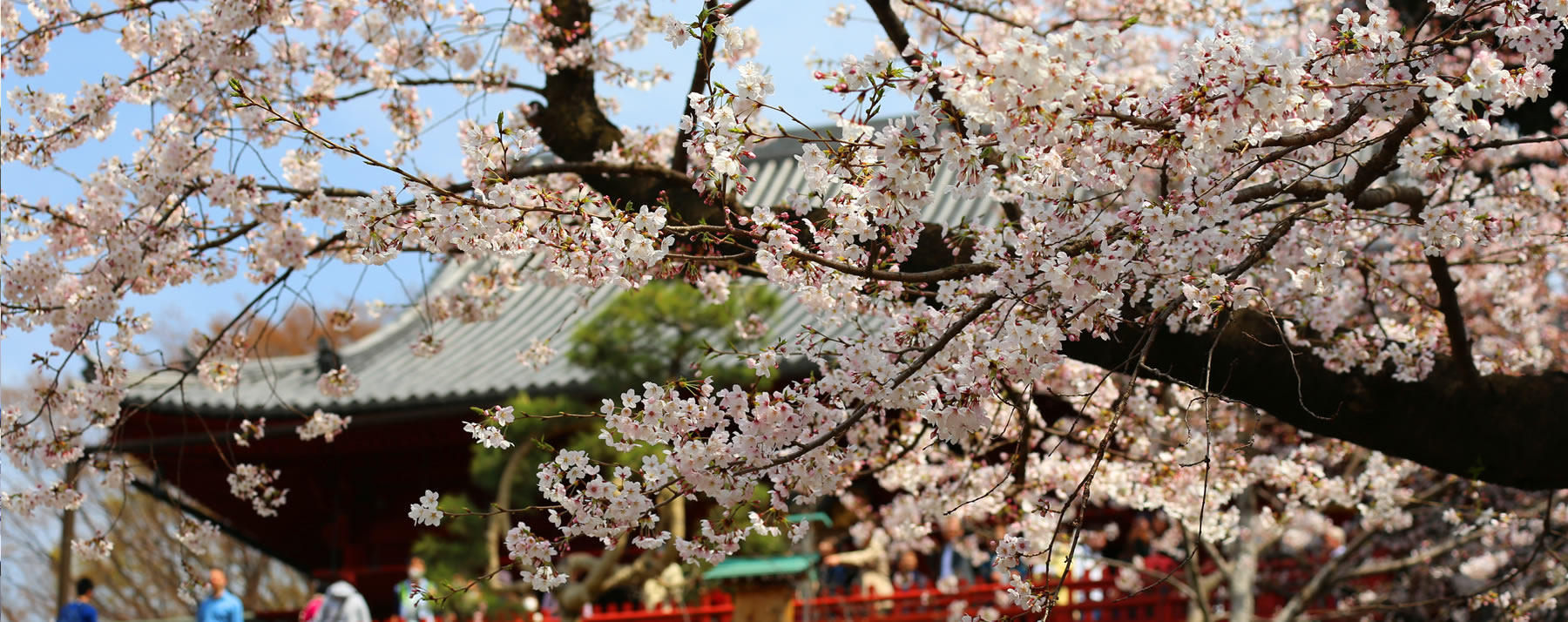 日本の桜