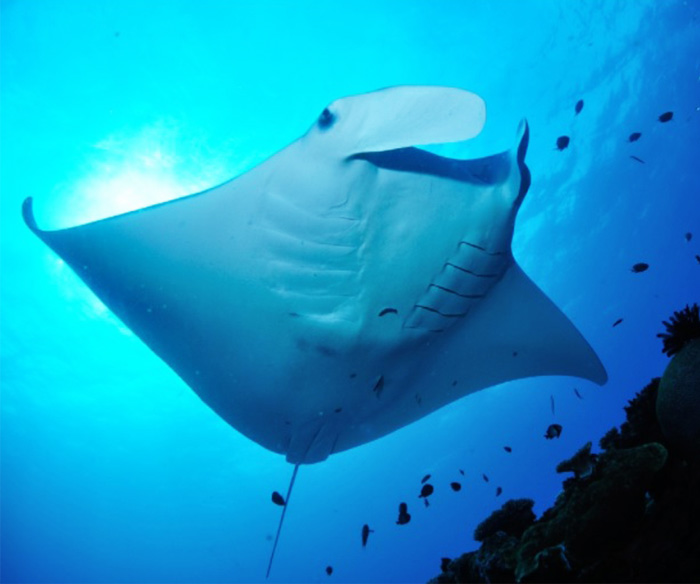 マンタレイビューイング