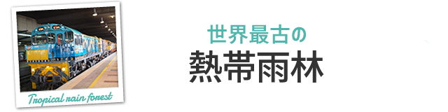 熱帯雨林