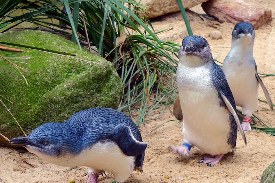 かわいいペンギン