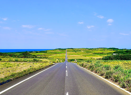 サトウキビの一本道