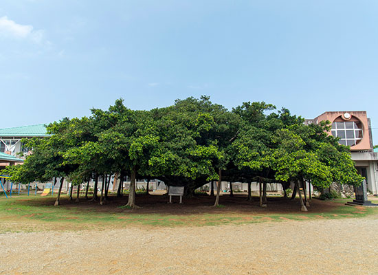 日本一のガジュマル
