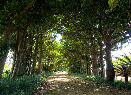 塩川御嶽とフクギ並木