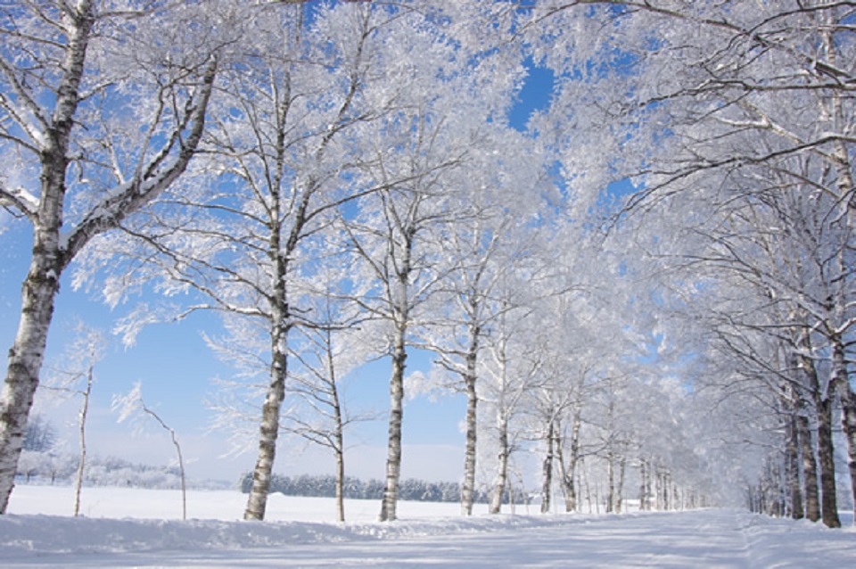 十勝牧場の白樺並木