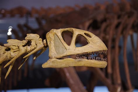 福井県立恐竜博物館（勝山市）