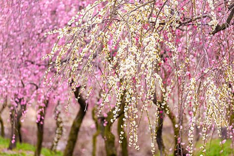 いなべ市梅林公園（いなべ市）