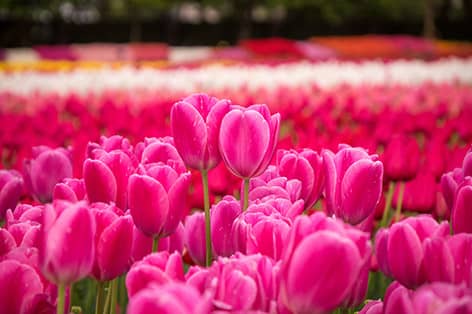 なばなの里（桑名市）