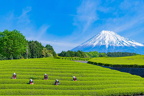 富士山（富士市等）