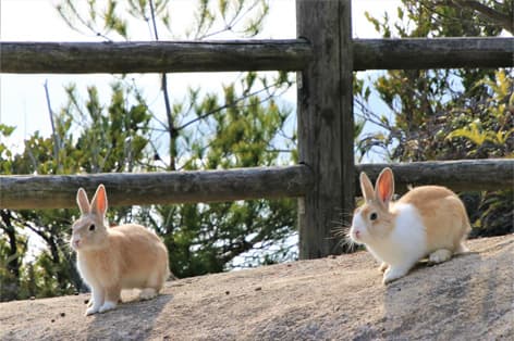 大久野島（竹原市）