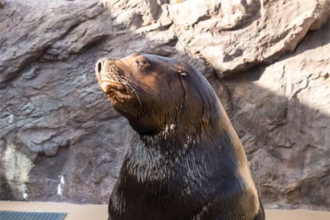 宮島水族館（廿日市市）