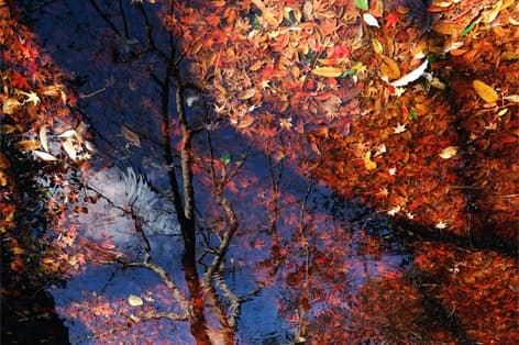 紅葉谷公園（岩国市）