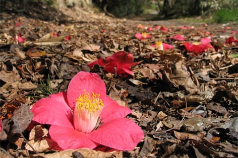 笠山椿群生林（萩市）