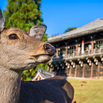 奈良