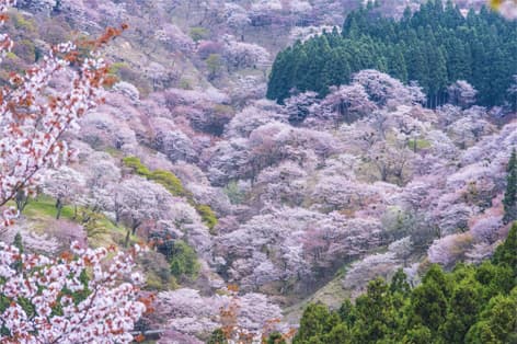 吉野山（吉野郡）