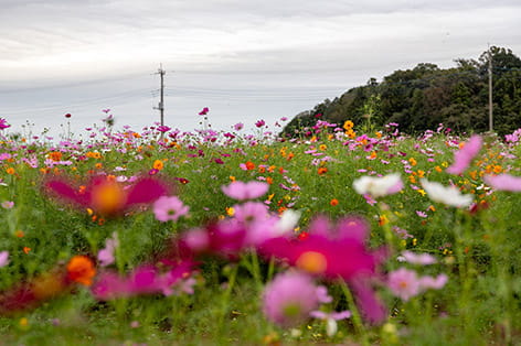 柏・松戸・野田・流山