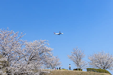 さくらの山（成田市）