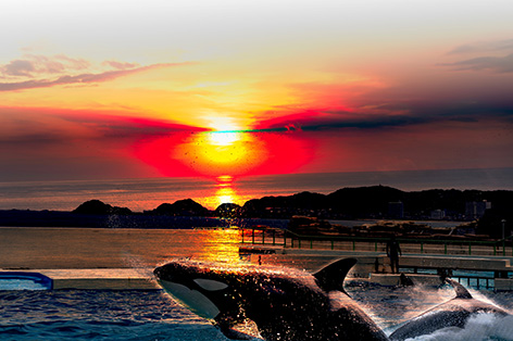 鴨川シーワールド(鴨川市)