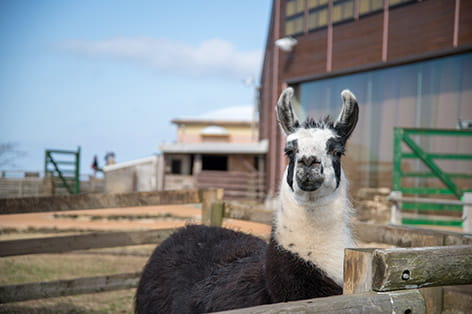 マザー牧場(富津市)