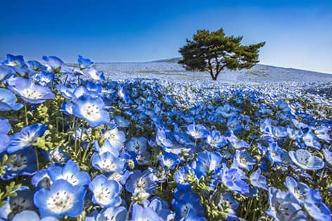 国営ひたち海浜公園（ひたちなか市）