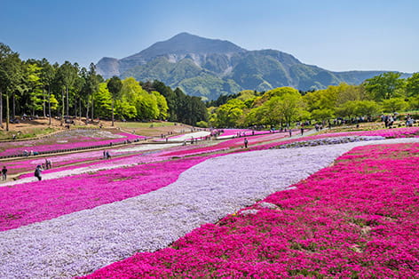 羊山公園の芝桜（秩父市）
