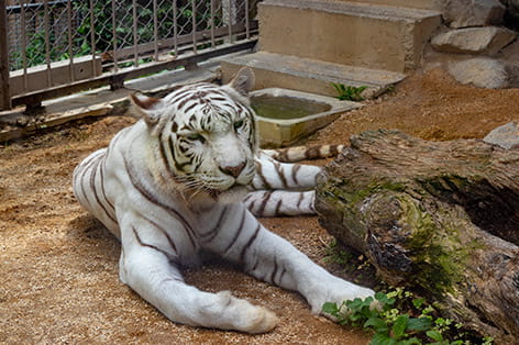 東武動物公園（白岡市）