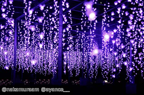 あしかがフラワーパーク（足利市）