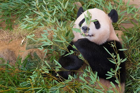 上野動物園（台東）