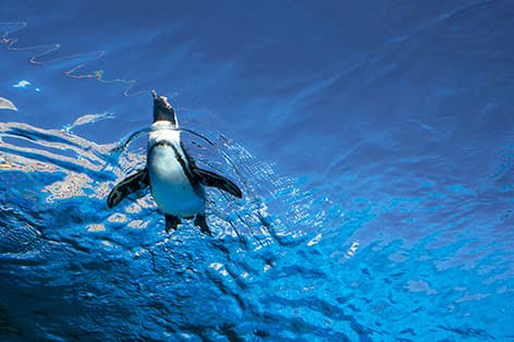 サンシャイン水族館（豊島区）