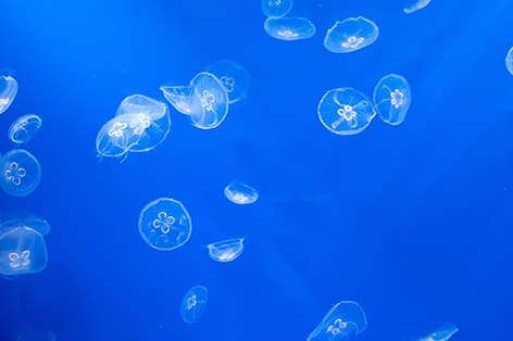 すみだ水族館（墨田区）