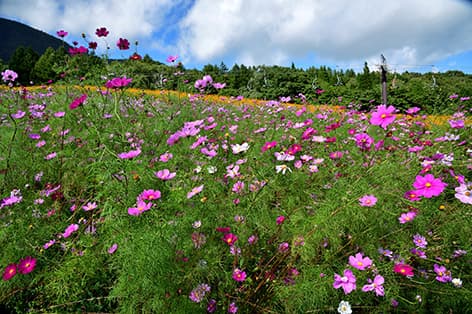 斑尾・飯山・信濃町・黒姫・飯綱