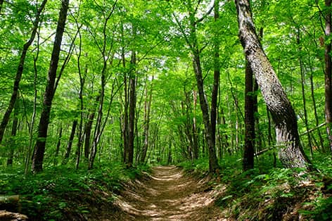 軽井沢（北佐久郡）