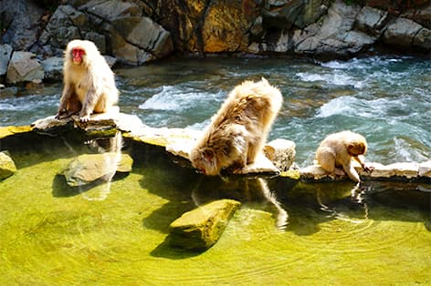 地獄谷野猿公苑（下高井郡）