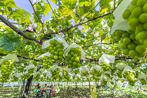 石和温泉・勝沼・塩山