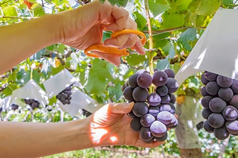 ブドウ狩り（石和・勝沼・西沢渓谷）