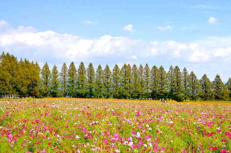 生駒高原（小林）