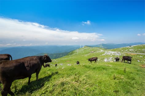 四国カルスト（梼原町）