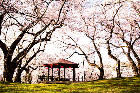烏帽子山公園千本桜（南陽市）