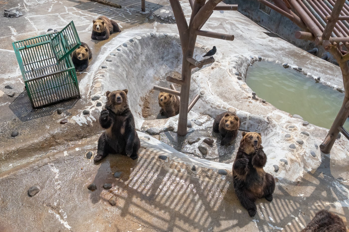 登別クマ牧場
