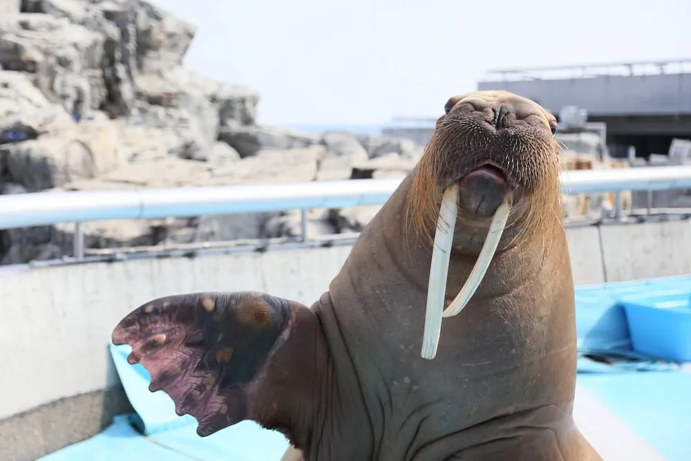 大分県_大分マリーンパレス水族館「うみたまご」