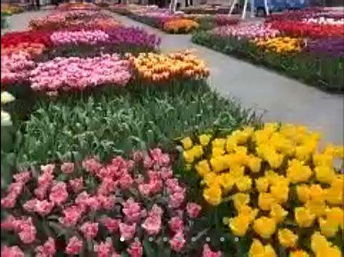 早春のキューケンホフ公園