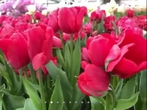 早春のキューケンホフ公園